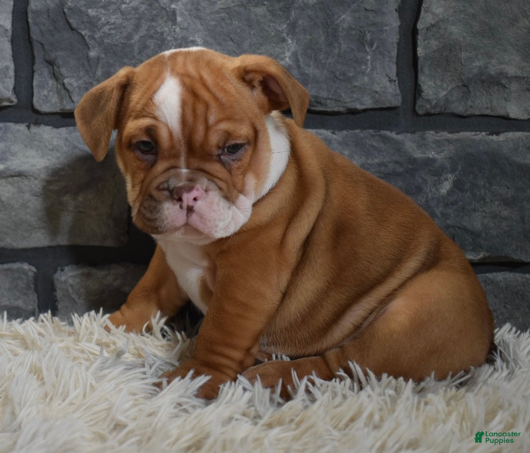 Mixed Breed dogs for sale: Reba - Ad 4