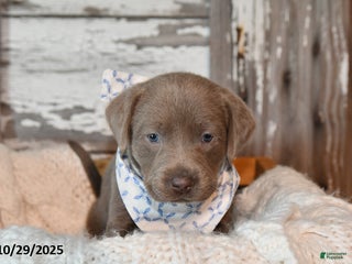 Labrador Retriever dogs - Ad 39