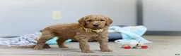 Standard Poodle dogs for sale: Bruno AKC - Ad 5