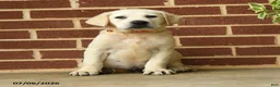 Labrador Retriever dogs for sale: Billy - Ad 2