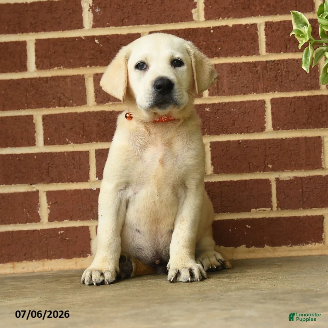 Labrador Retriever dogs for sale: Billy - Ad 2