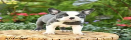 Boston Terrier dogs for sale: Amy - Ad 4