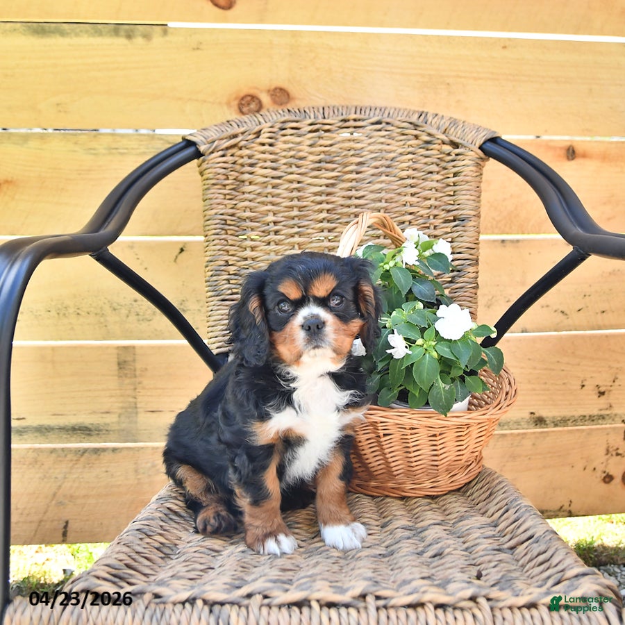 Cavalier King Charles Spaniel dogs Dakota - Ad 1