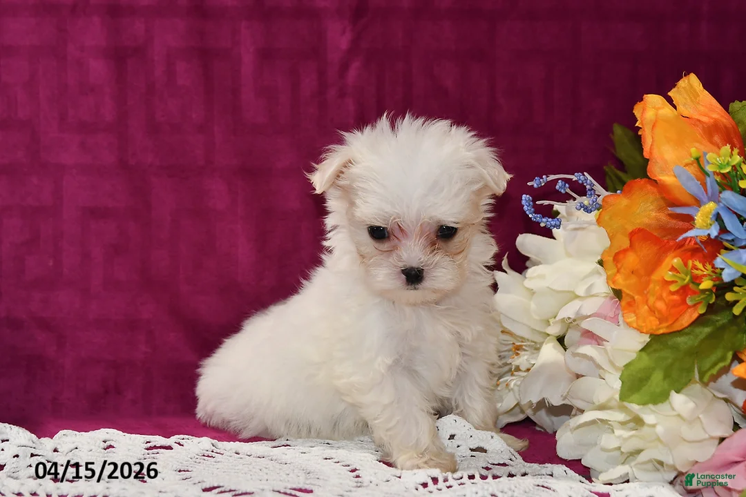 Maltese dogs for sale: Chloe - Ad 2