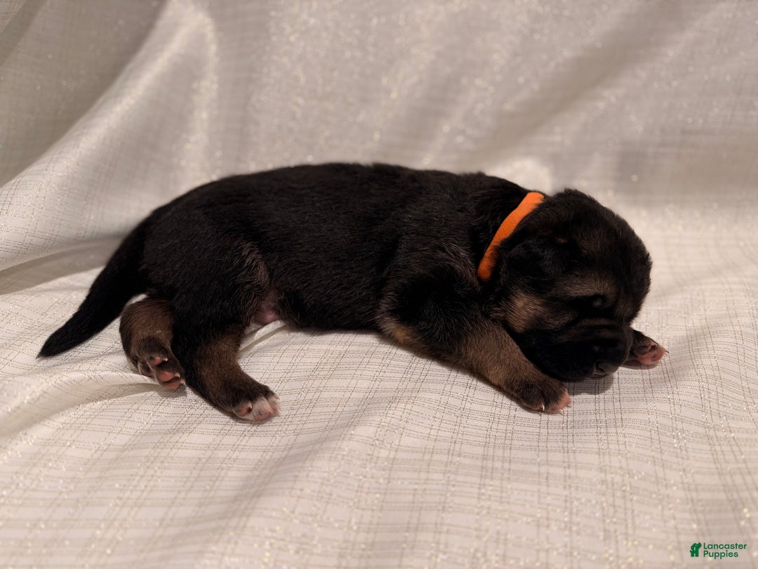 German Shepherd dogs for sale: German Shepherd Puppy 6 - Ad 3