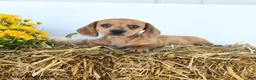 Miniature Dachshund dogs for sale: Belle - Ad 4