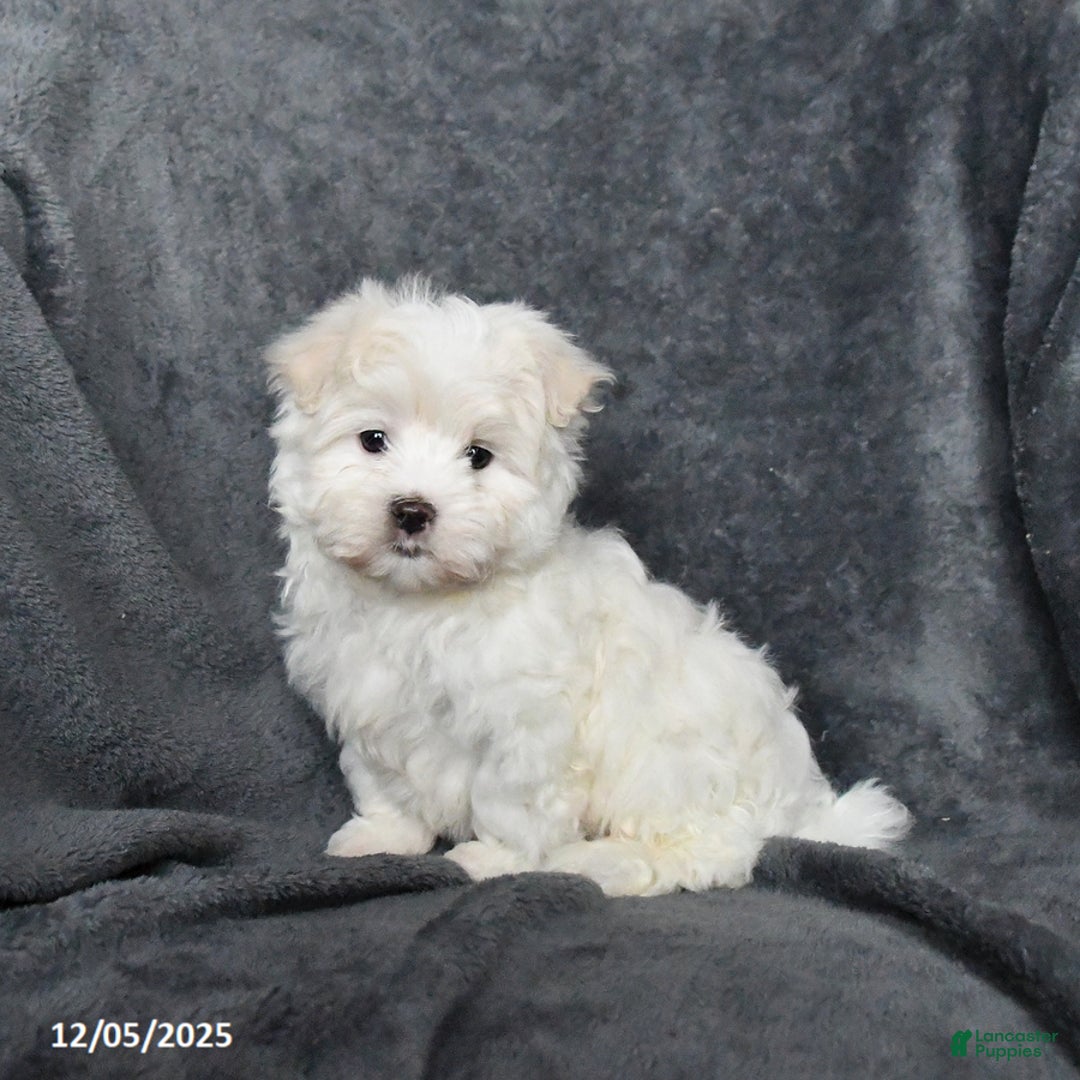 Maltese dogs for sale: James   - Ad 2