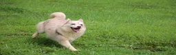 Pomsky dogs for sale: Lynn - Ad 4