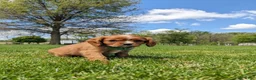 Cavalier King Charles Spaniel dogs for sale: Kooper  - Ad 5