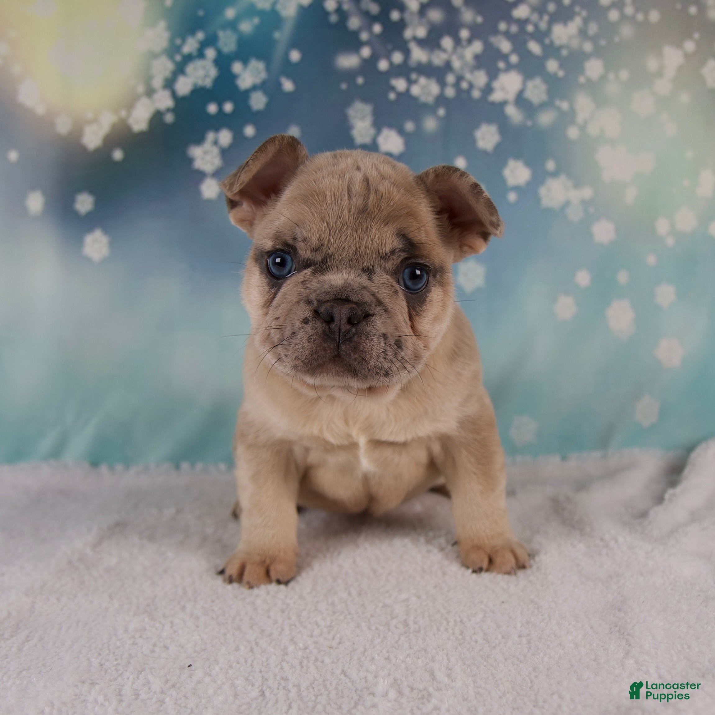 French Bulldog dogs Maverick - Ad 2