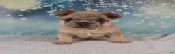 French Bulldog dogs for sale: Maverick - Ad 2