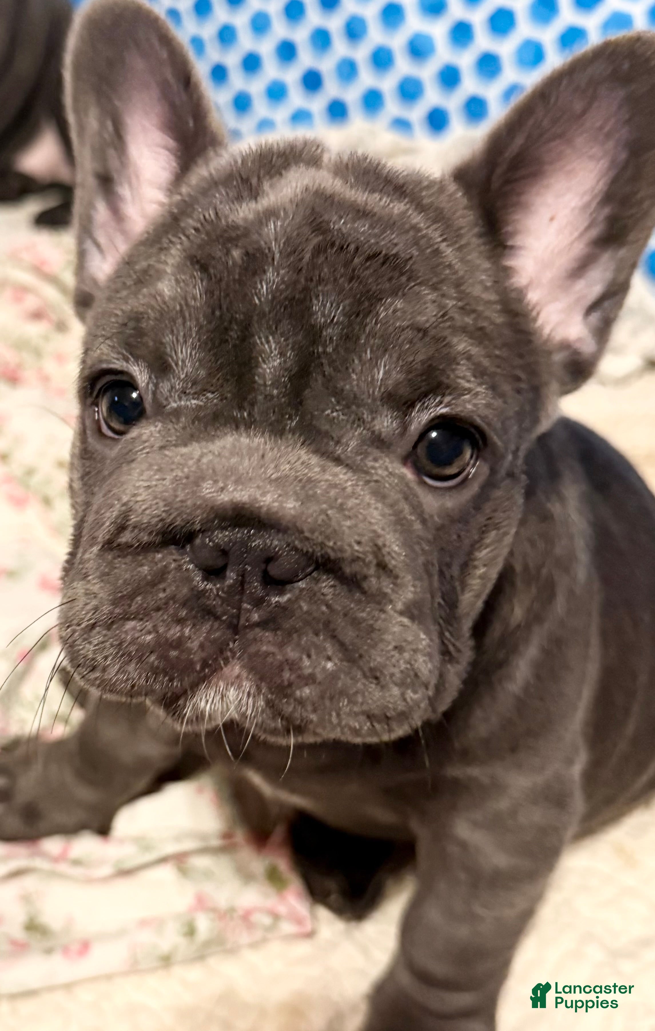 French Bulldog dogs French Bulldog 4 - Ad 41