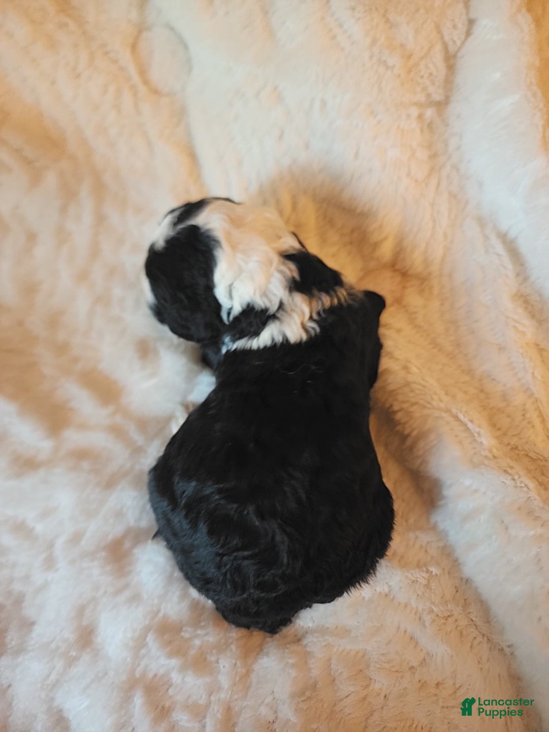 Mixed Breed dogs for sale: Kirk - Ad 4