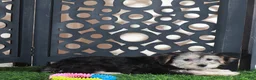 Yochon dogs for sale: Ava Gorgeous Female Yochon Puppy - Ad 2