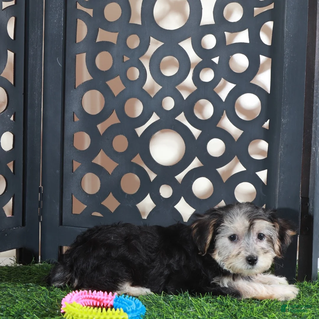 Yochon dogs for sale: Ava Gorgeous Female Yochon Puppy - Ad 2