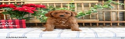 Mini Goldendoodle dogs for sale: Wren  - Ad 4
