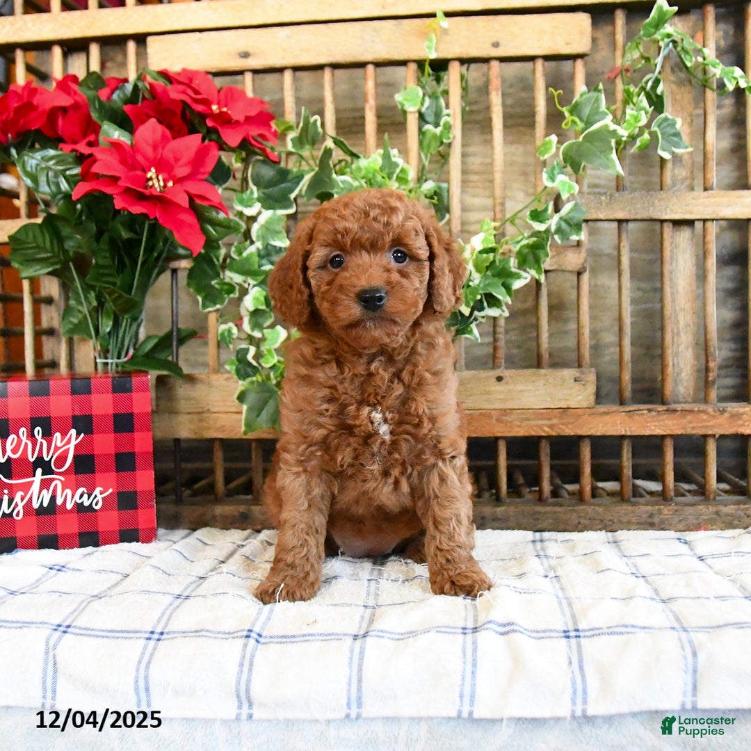 Mini Goldendoodle dogs for sale: Wren  - Ad 4