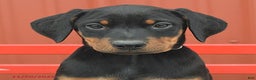 Doberman Pinscher dogs for sale: Harper - Ad 10