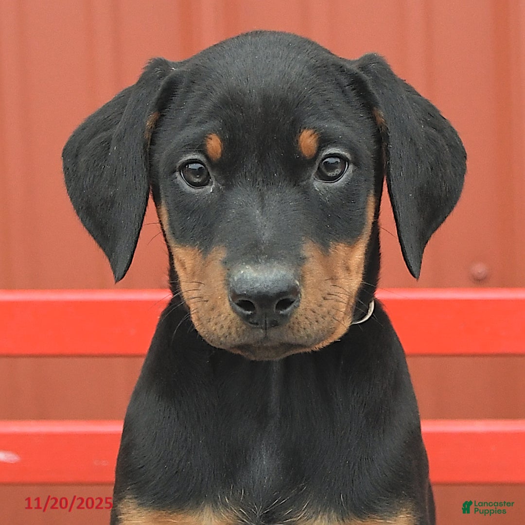 Doberman Pinscher dogs for sale: Harper - Ad 10