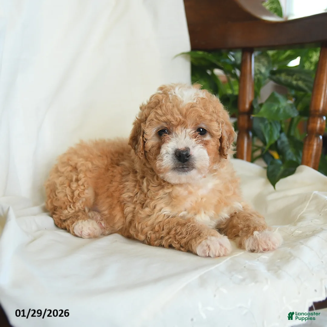 Miniature Poodle dogs for sale: Josie - Ad 3