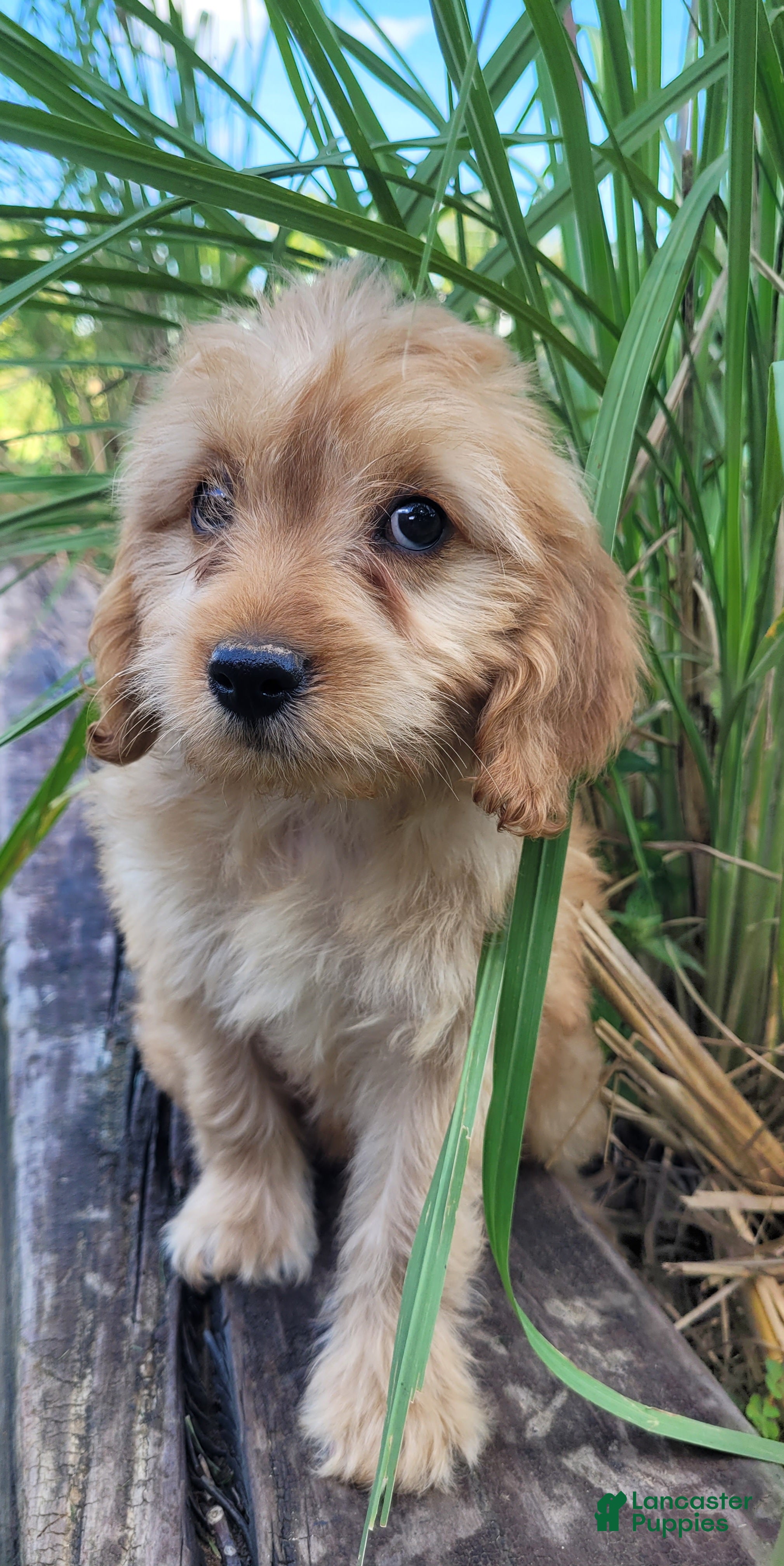 Cavapoo dogs for sale: Nugget - Ad 3