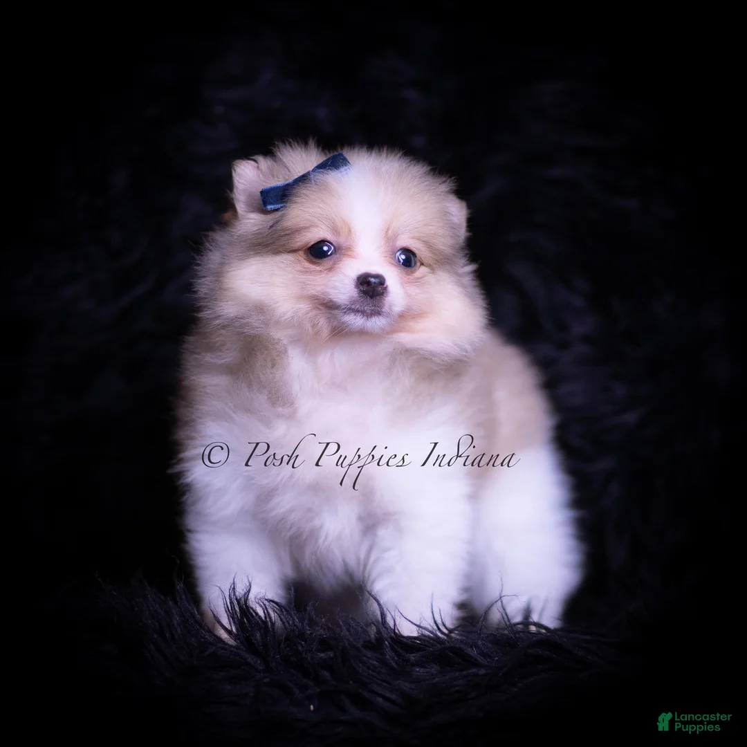 Pomeranian dogs for sale: Hopper - Ad 7