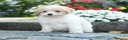 Cavapoo dogs for sale: Colonel Mustard - Ad 3