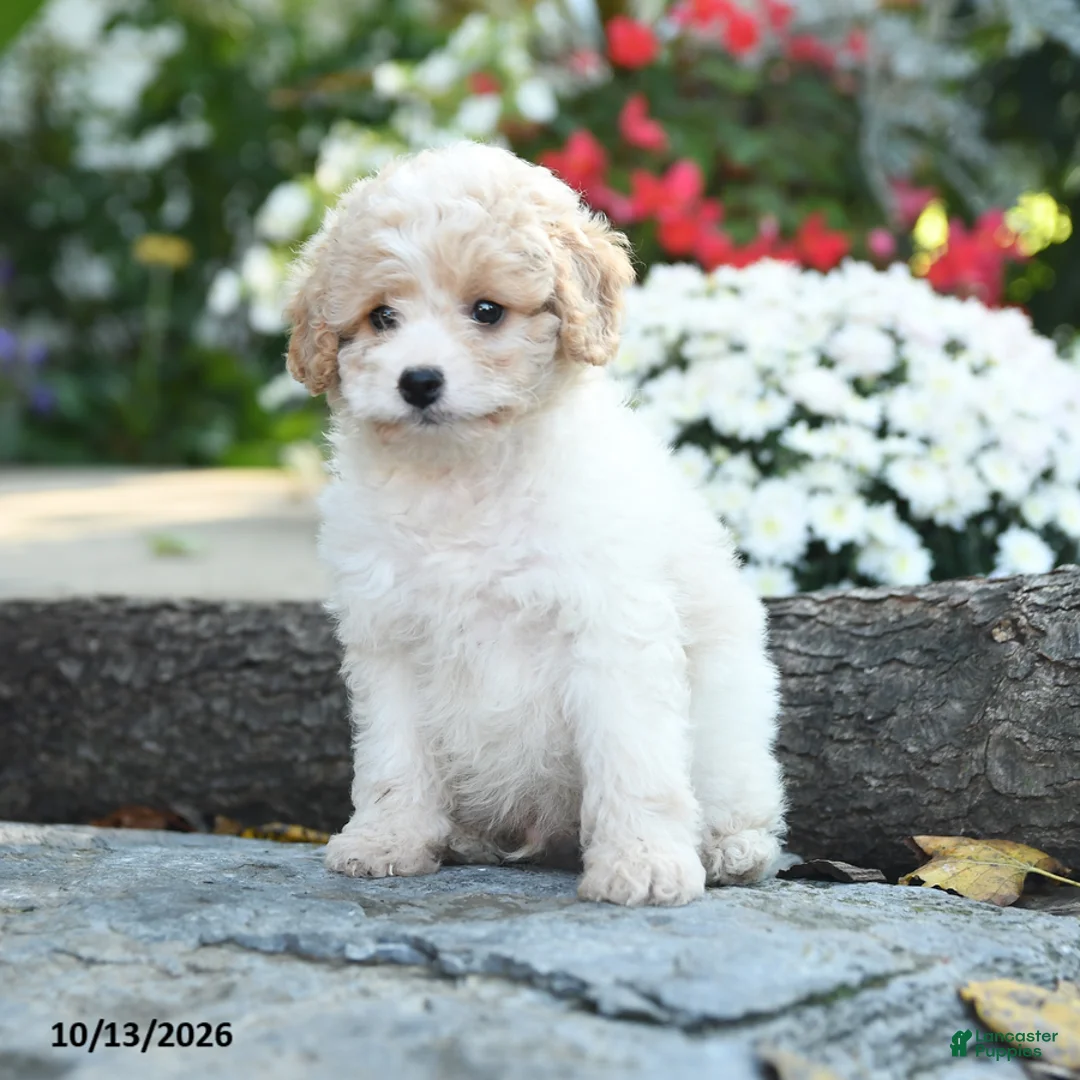 Cavapoo dogs for sale: Colonel Mustard - Ad 3