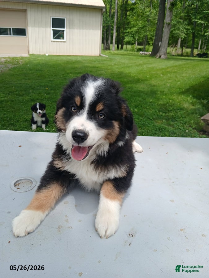 Miniature Australian Shepherd dogs Polly - Ad 2