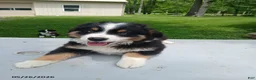 Miniature Australian Shepherd dogs for sale: Polly - Ad 2