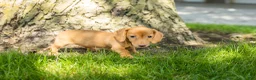 Miniature Dachshund dogs for sale: Bella  - Ad 5
