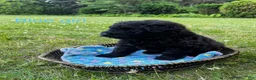 Bouvier Des Flandres dogs for sale: Bouvier Des Flandres 2 - Ad 26