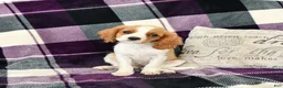 Cavalier King Charles Spaniel dogs for sale: Travis - Ad 5