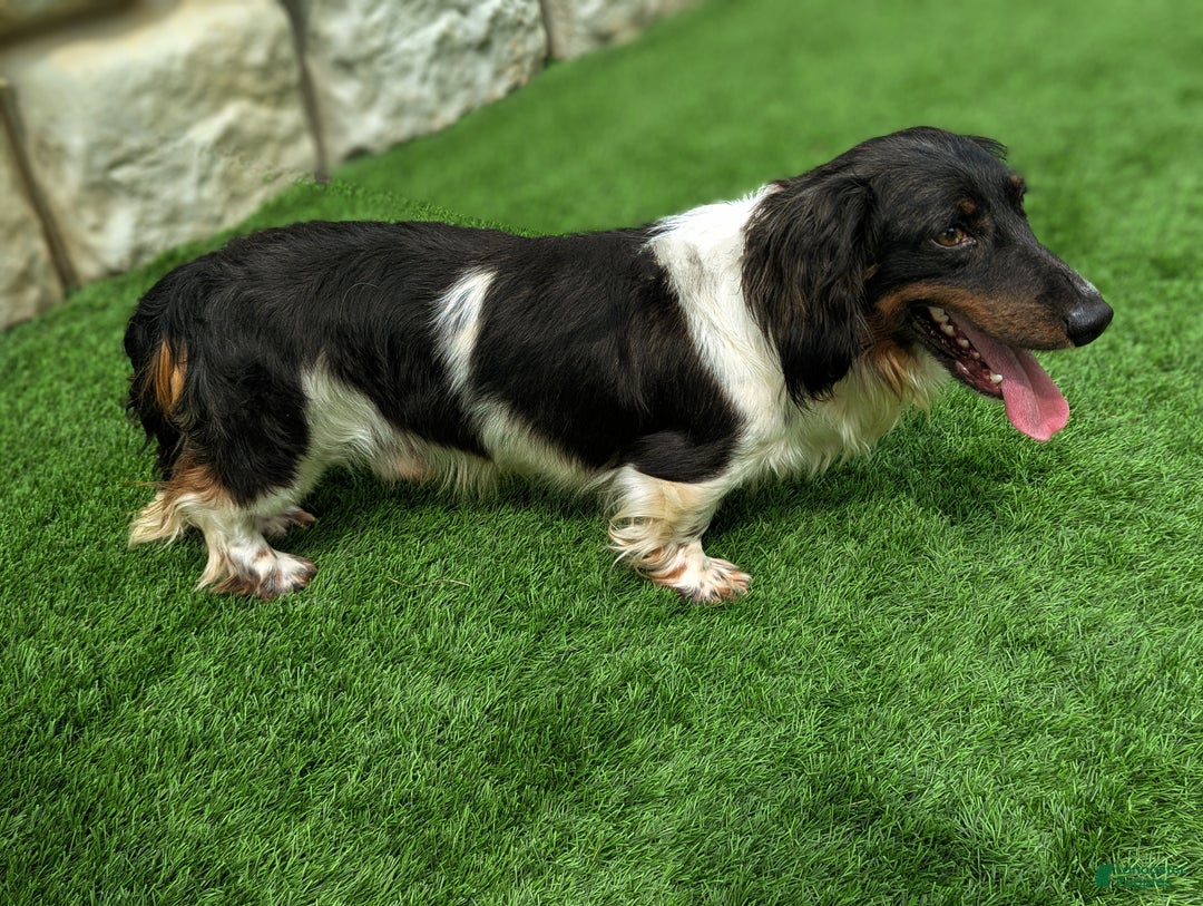 Miniature Dachshund dogs for sale: Astro - Ad 8