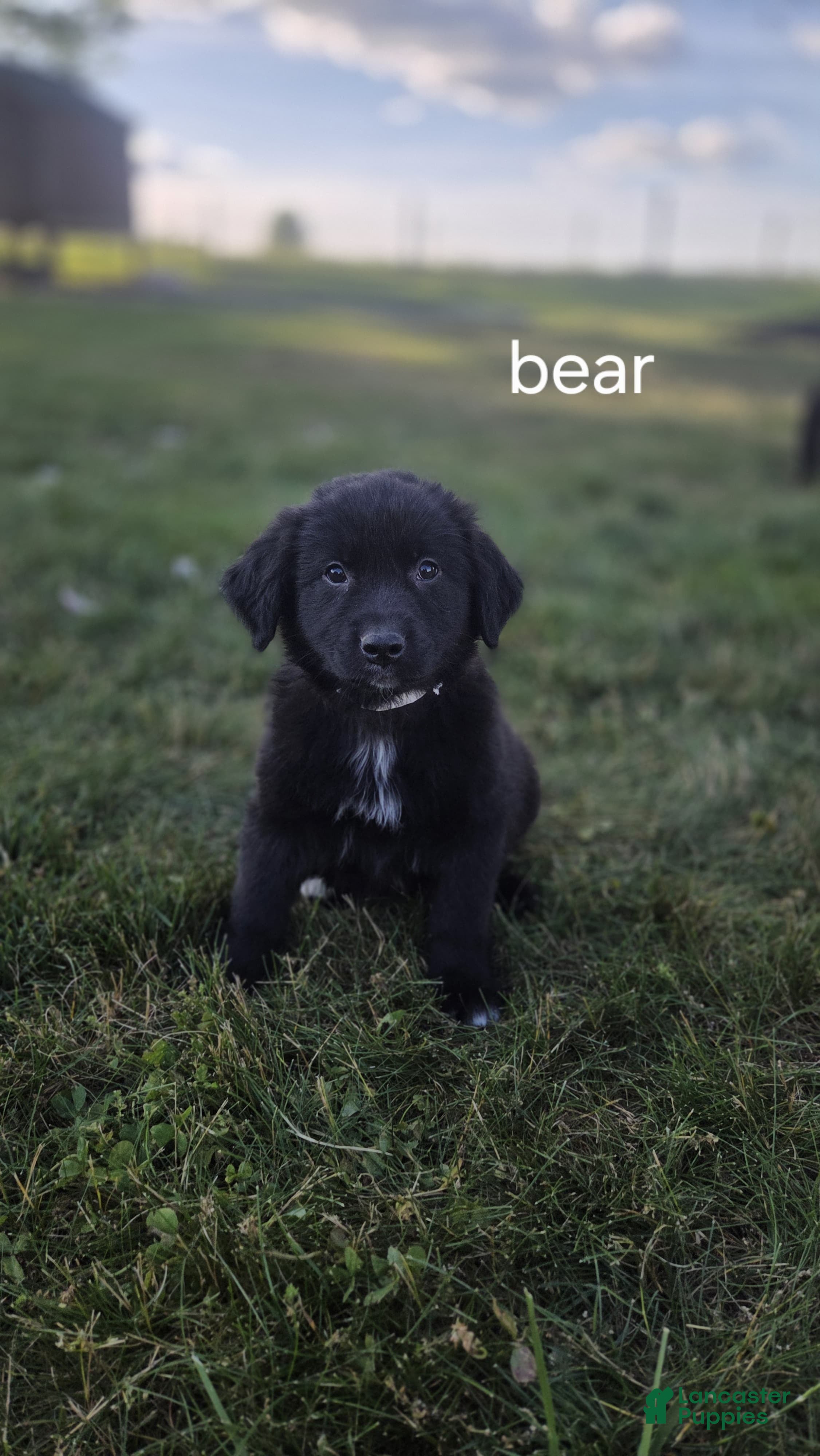 Mixed Breed dogs Bear  - Ad 1