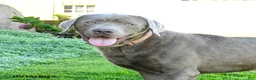 Labrador Retriever dogs for sale: Ethan - Ad 3