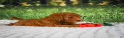 Mini Goldendoodle dogs for sale: Chase - Ad 8