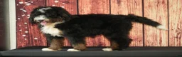 Bernedoodle dogs for sale: Wally - Ad 2