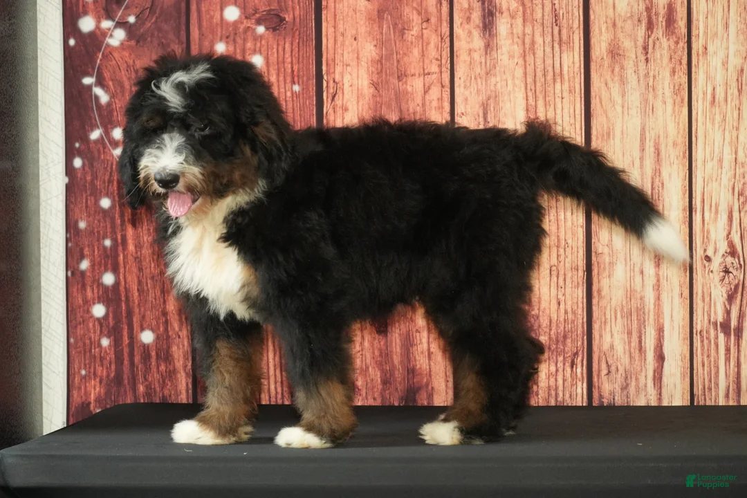 Bernedoodle dogs for sale: Wally - Ad 2
