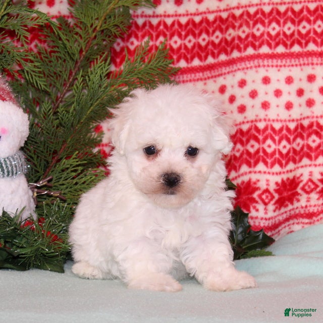 Bichon Frise dogs Watson - Ad 39