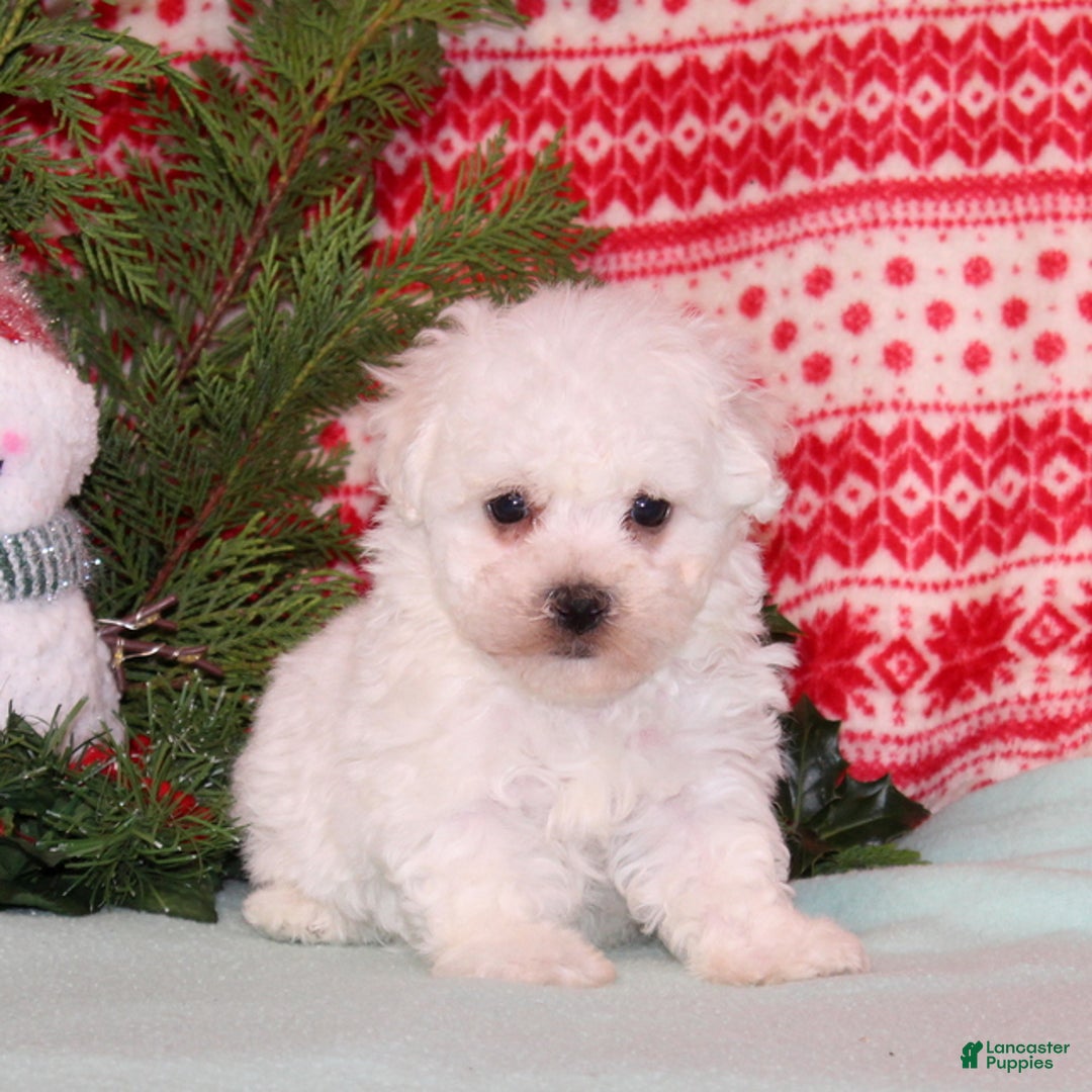 Bichon Frise dogs for sale: Watson - Ad 1