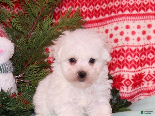 Bichon Frise dogs Watson - Ad 39