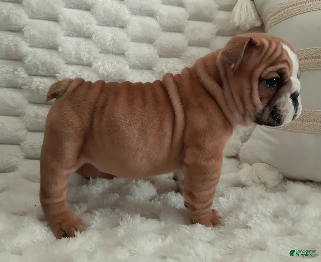 English Bulldog dogs for sale: Duke - Ad 5