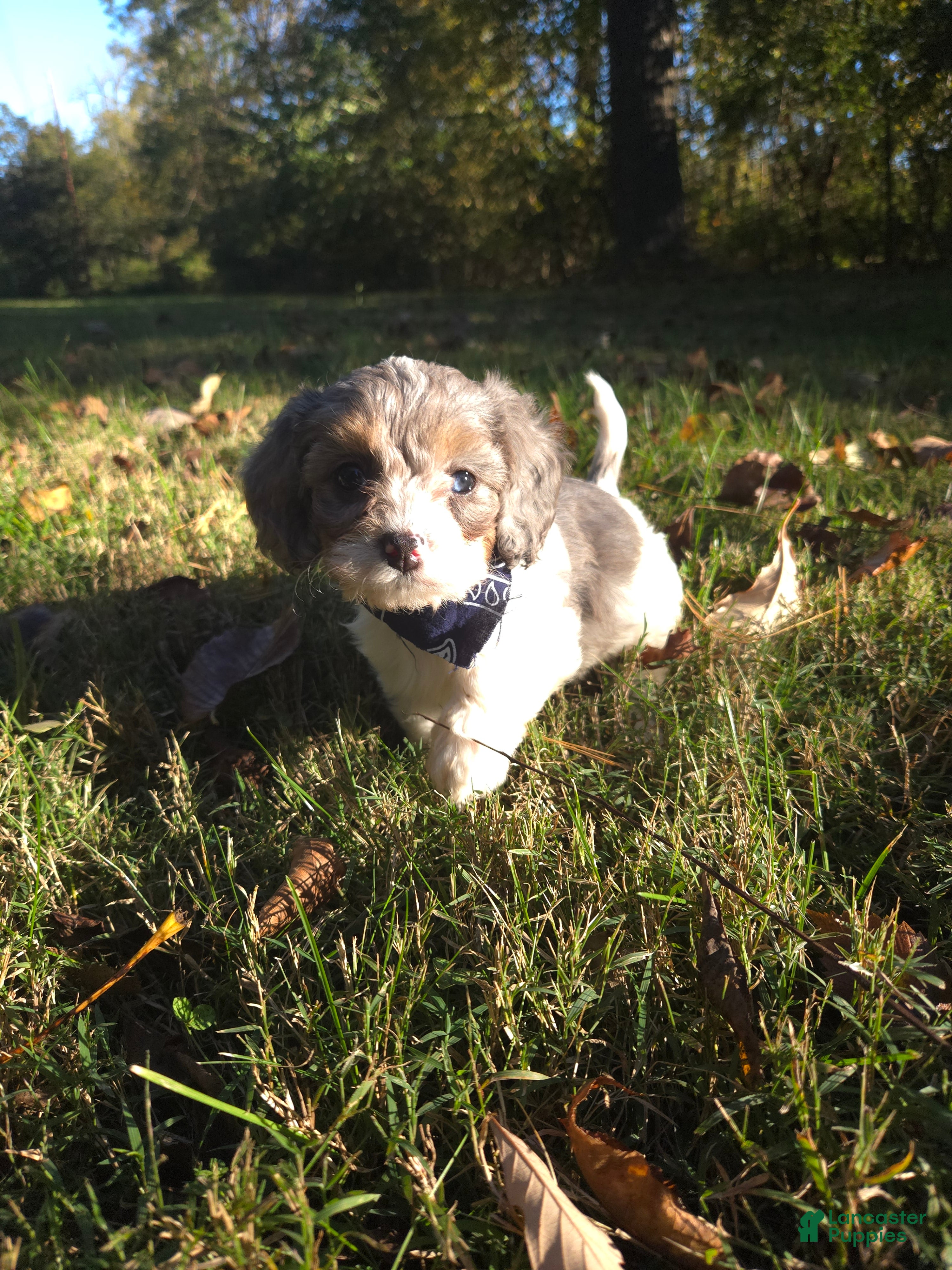 Cavapoo dogs Violet - Ad 1