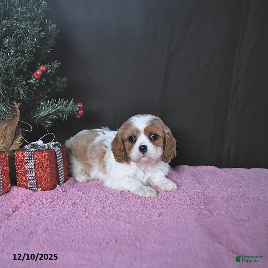 Cavalier King Charles Spaniel dogs Jenna CHAMPION BLOODLINES - Ad 29