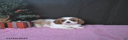 Cavalier King Charles Spaniel dogs for sale: Jenna CHAMPION BLOODLINES - Ad 1