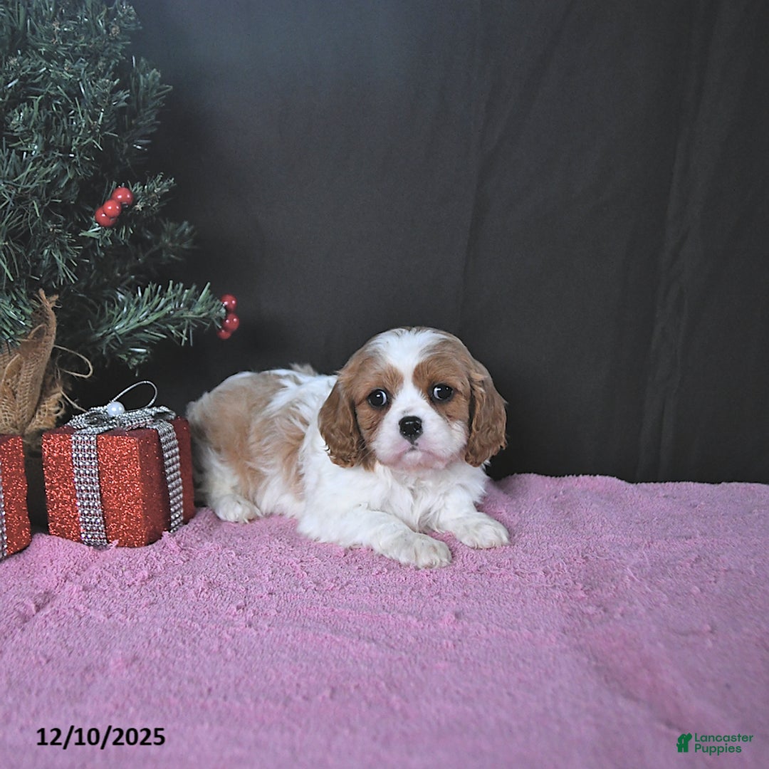 Cavalier King Charles Spaniel dogs for sale: Jenna CHAMPION BLOODLINES - Ad 1
