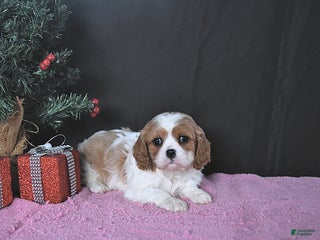 Cavalier King Charles Spaniel dogs Jenna CHAMPION BLOODLINES - Ad 34