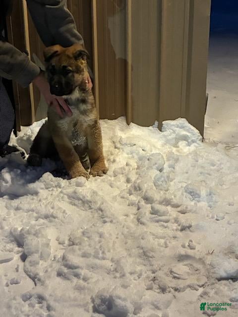 German Shepherd dogs Sawyer - Ad 12