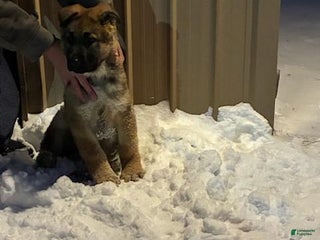 German Shepherd dogs Sawyer - Ad 12